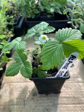 Mixed herb plants for sale  STONE