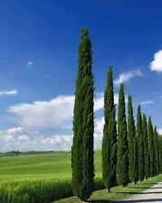 Italian cypress tree for sale  SOUTHAMPTON