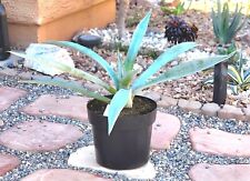 Landscape quality large for sale  Buckeye
