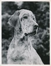 Setter anglais 1950 d'occasion  Ballon