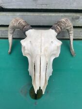 Real sheep skull for sale  CONSETT