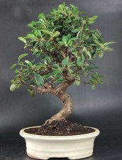 Agazzino bonsai pyracantha usato  Cison di Valmarino