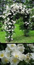 Wild white climbing for sale  Livingston