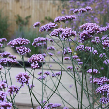 Verbena bonariensis lilac for sale  NOTTINGHAM