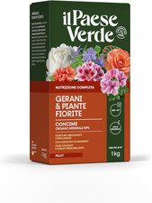 Gerani piante fiorite usato  Roma
