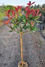 Glanzmispel photinia red gebraucht kaufen  Uplengen