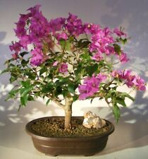 large beautiful trees for sale large beautiful trees for sale Patchogue