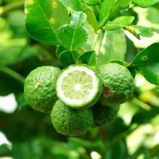 Kaffir lime citrus for sale  LIVERPOOL