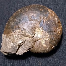 Maeneceras meridionale fossile usato  Italia