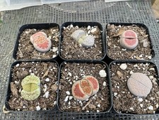 clearance plant succulent for sale clearance plant succulent for sale Gilroy