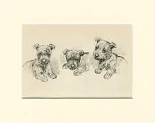 Scottish terrier puppies for sale  COLEFORD