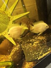 Breeding pair platinum for sale  LONDON