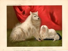 Stampa antica cani usato  Lecco