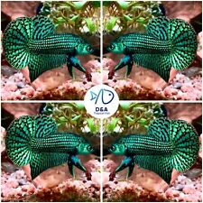 Male live betta for sale  Houston