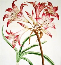 17555 miller antichi usato  Urbino