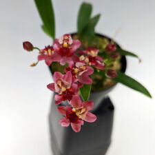 Oncidium orchid live for sale  Riverview