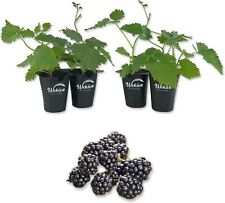 Blackberry plant live for sale  USA