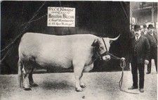 Cpa boeuf honneur d'occasion Cpa boeuf honneur d'occasion  Nîmes