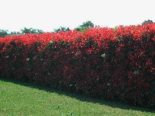 Photinia fraseri cv. usato  Napoli