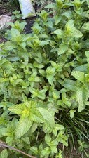 Spearmint plant herb for sale  Slidell