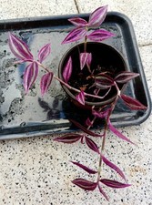 Rarität tradescantia zebrina gebraucht kaufen  Mutlangen