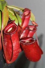 Nepenthes bloody mary for sale  Fremont