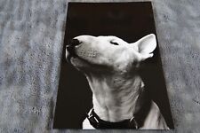 Baxter bull terrier d'occasion  France
