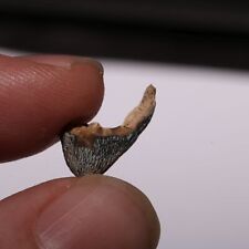 t rex tooth fossil for sale t rex tooth fossil for sale Somerton