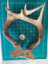 Full point buck for sale  Winston Salem