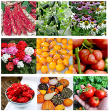 Flower vegetable seeds for sale  CARSHALTON