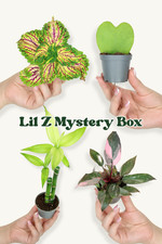 Mini plant mystery for sale  LEICESTER