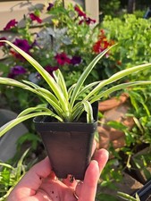 Starter spider plants for sale  Iowa Falls