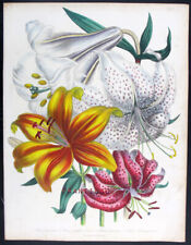 1841 j.w. loudon usato  Urbino