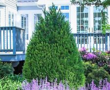 Steeds japanese holly for sale  Pelzer