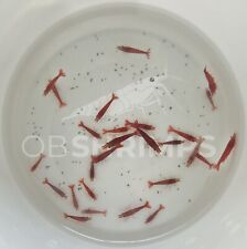 Neocaridine davidi red usato  Misterbianco