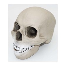 Deko totenschädel halloween gebraucht kaufen  Machern