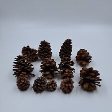 Pinecones lot jumbo for sale  Greeley