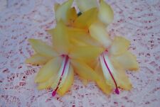 Christmas cactus starter for sale  Mobile