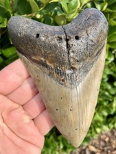 Megalodon shark tooth for sale  Altoona