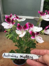 Pelargonium geranium regal for sale  NORTHWICH