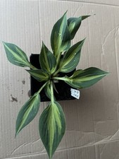 Hosta stand small for sale  KINGS LANGLEY
