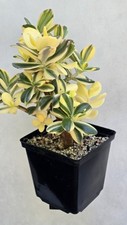 Crassula ALBA Sadzonka cięta  na sprzedaż  PL