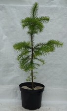 Douglas fir pseudotsuga for sale  PRESTON