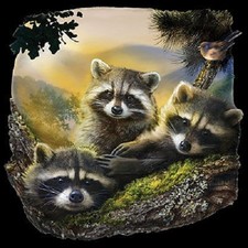 New three raccoons for sale  Olivet