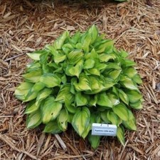 Hosta tiki bar for sale  Oak Creek