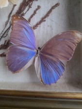 Papillons entomologie bel d'occasion  Huelgoat