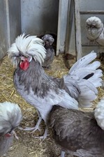 Bantam poland polish for sale  ST. AUSTELL