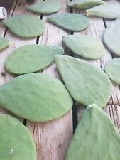 Prickly pear cactus for sale  Red Rock