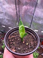 Snake plant live for sale  Lewiston