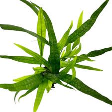 Java fern philippine for sale  Fontana
